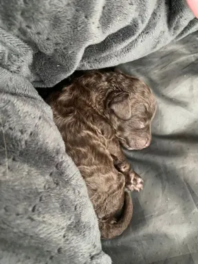 Pudel miniaturowy - śliczny czekoladowy chłopiec 4