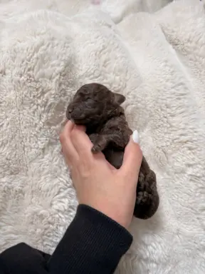 Pudel miniaturowy - śliczny czekoladowy chłopiec 2