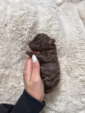 Pudel miniaturowy - śliczny czekoladowy chłopiec 1