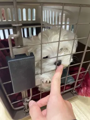 SZCZENIĘTA MALTAŃSKIE DOSTĘPNE! 2