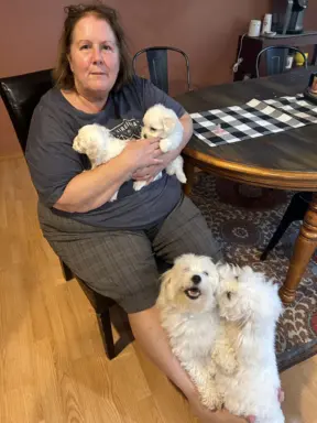 SZCZENIĘTA MALTAŃSKIE DOSTĘPNE! 6