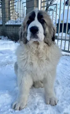 Mastif Pirenejski szczeniaki FCI dostepne od zaraz Krakow 1