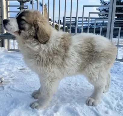 Mastif Pirenejski szczeniaki FCI dostepne od zaraz Krakow 2