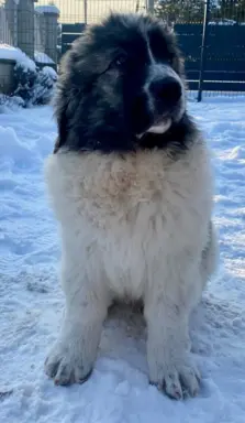 Mastif Pirenejski szczeniaki FCI dostepne od zaraz Krakow 4