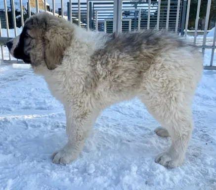 Mastif Pirenejski szczeniaki FCI dostepne od zaraz Krakow 7