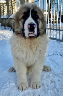 Mastif Pirenejski szczeniaki FCI dostepne od zaraz Krakow 8