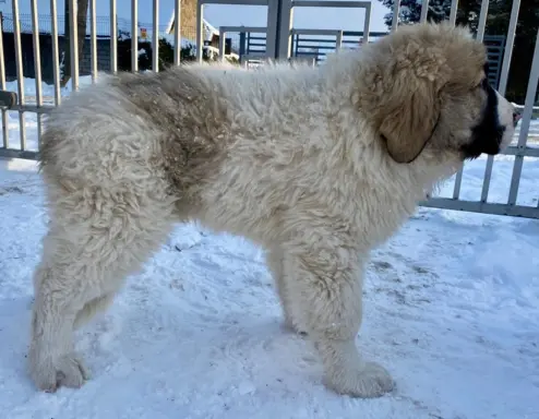 Mastif Pirenejski szczeniaki FCI dostepne od zaraz Krakow 9