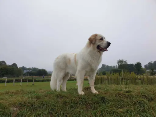 Mastif Pirenejski szczeniaki FCI dostepne od zaraz Krakow 10