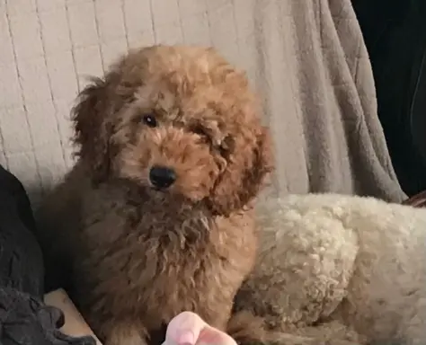 Pudel miniaturowy red 2