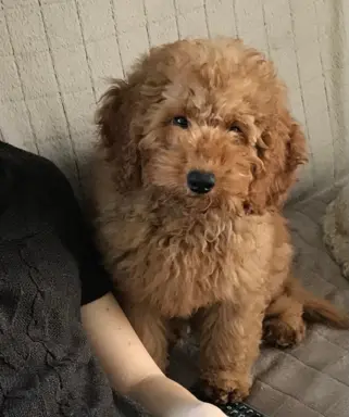 Pudel miniaturowy red 3