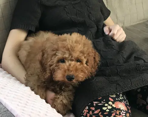 Pudel miniaturowy red 4