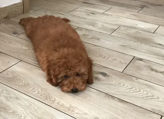 Pudel miniaturowy red 5