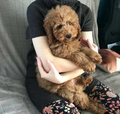 Pudel miniaturowy red 6