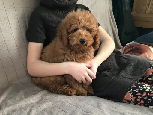 Pudel miniaturowy red 7