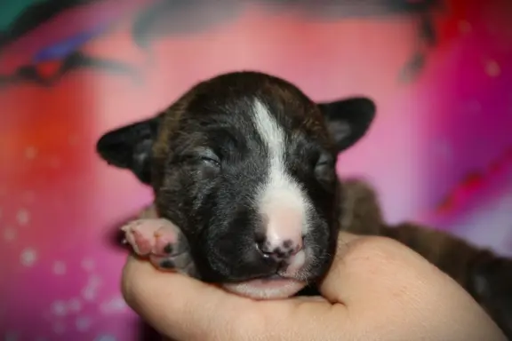 Bulterier Miniaturowy ZKwP/FCI 2