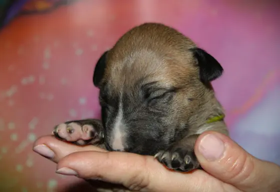 Bulterier Miniaturowy ZKwP/FCI 1