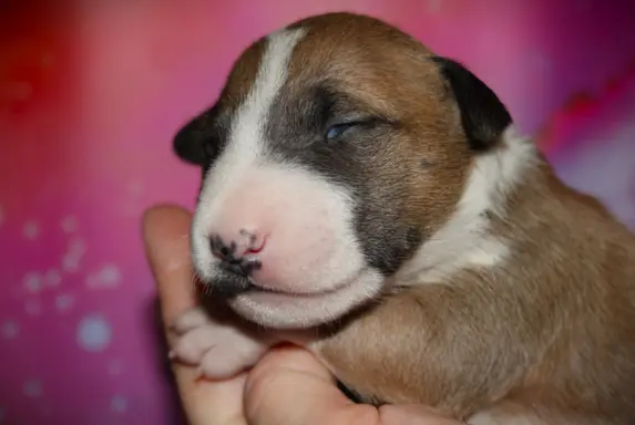 Bulterier Miniaturowy ZKwP/FCI 3