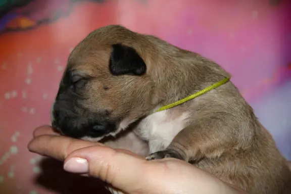 Bulterier Miniaturowy ZKwP/FCI 4