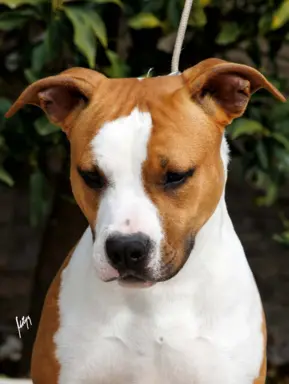 Amerykański staffordshire terrier – piękne szczenięta 3
