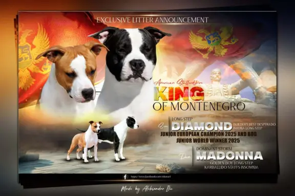 Amerykański staffordshire terrier – piękne szczenięta 4