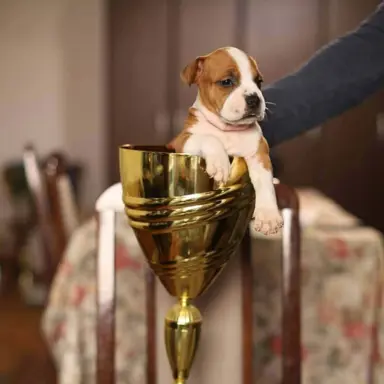 Amerykański staffordshire terrier – piękne szczenięta 5