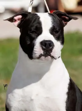 Amerykański staffordshire terrier – piękne szczenięta 8