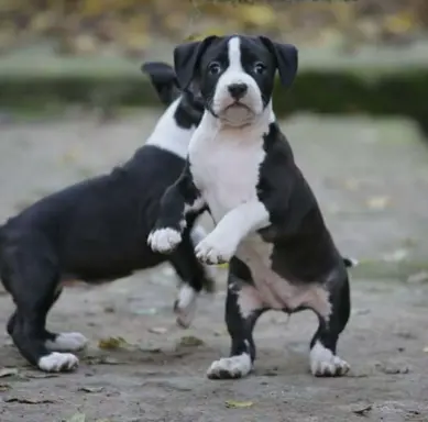 Amerykański staffordshire terrier – piękne szczenięta 9