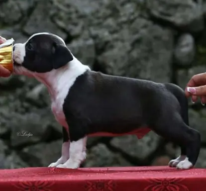 Amerykański staffordshire terrier – piękne szczenięta 10