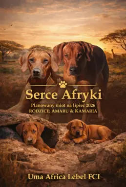 Rhodesian Ridgeback ZKwP/FCI - miot „Serce Afryki” - lipiec 1