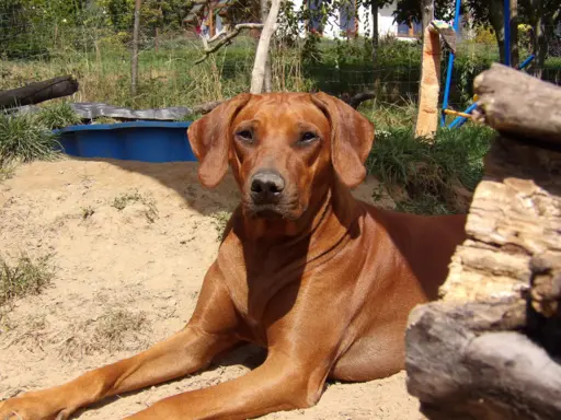Rhodesian Ridgeback ZKwP/FCI - miot „Serce Afryki” - lipiec 2