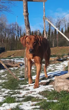 Rhodesian Ridgeback ZKwP/FCI - miot „Serce Afryki” - lipiec 3