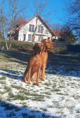 Rhodesian Ridgeback ZKwP/FCI - miot „Serce Afryki” - lipiec 4