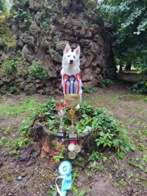 Biały Owczarek Szwajcarski –linie Premium, TOP pochodzenie-r 4