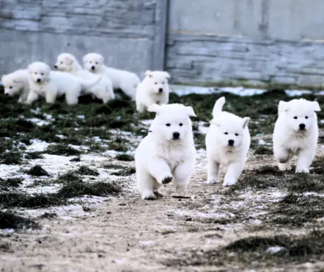 Biały Owczarek Szwajcarski –linie Premium, TOP pochodzenie-r 6