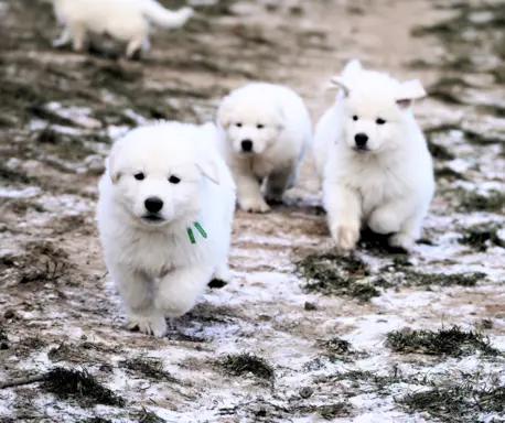 Biały Owczarek Szwajcarski –linie Premium, TOP pochodzenie-r 7