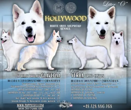 Biały Owczarek Szwajcarski –linie Premium, TOP pochodzenie-r 8