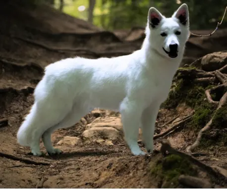 Biały Owczarek Szwajcarski –linie Premium, TOP pochodzenie-r 9