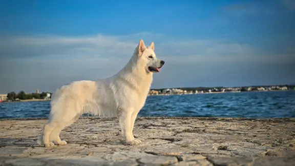 Biały Owczarek Szwajcarski –linie Premium, TOP pochodzenie-r 10