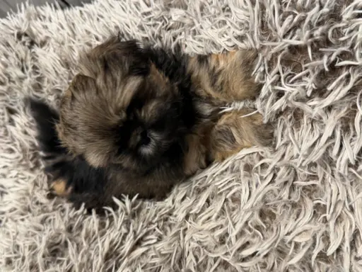 Shih tzu 1