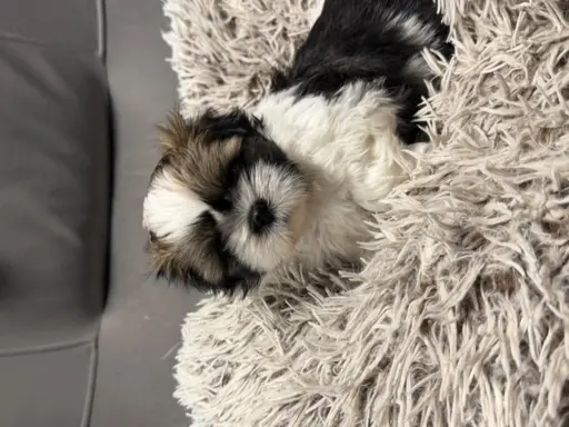 Shih tzu 2