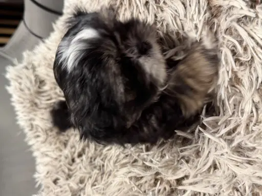 Shih tzu 3