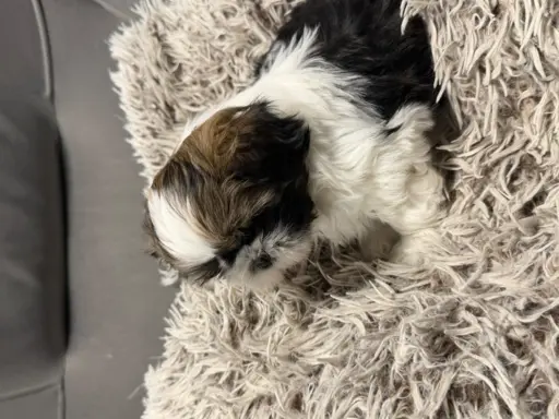 Shih tzu 4