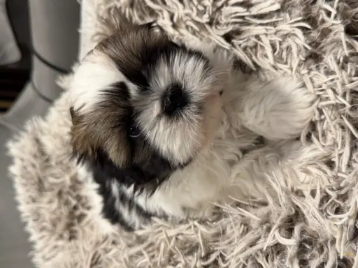 Shih tzu 5