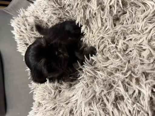 Sunia rasy shih tzu 5