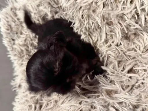 Sunia rasy shih tzu 7