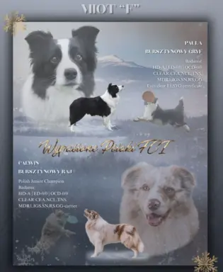 Szczeniak piesek border collie czarno-biały ZKWP FCI 1