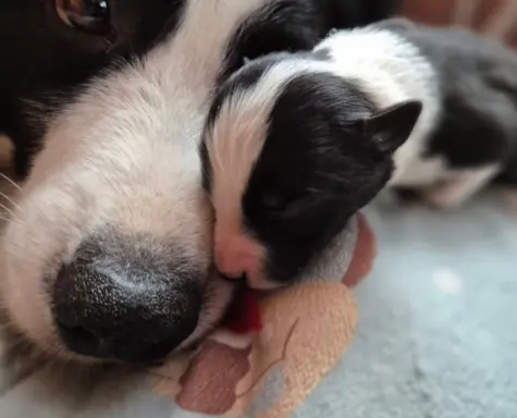 Szczeniak piesek border collie czarno-biały ZKWP FCI 2