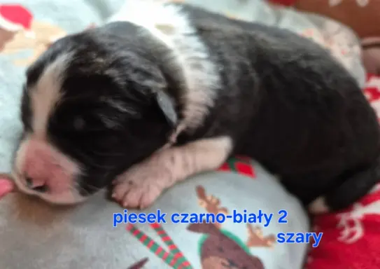Szczeniak piesek border collie czarno-biały ZKWP FCI 3