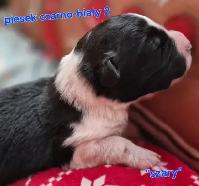 Szczeniak piesek border collie czarno-biały ZKWP FCI 4