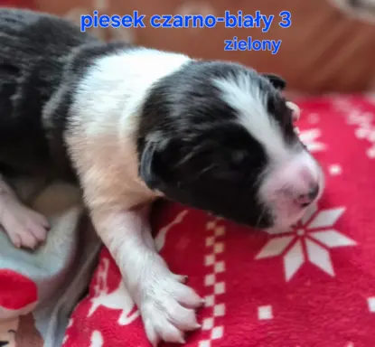 Szczeniak piesek border collie czarno-biały ZKWP FCI 5